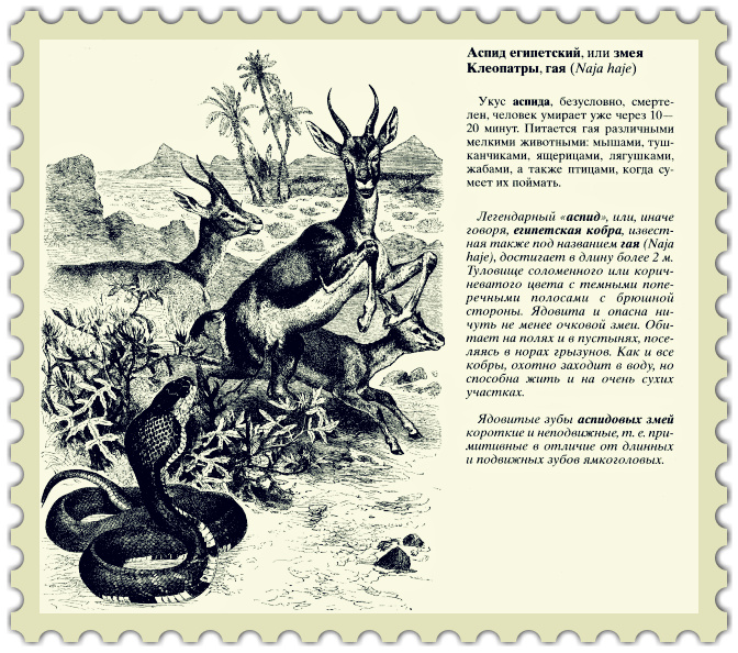 Аспид египетский (Naja haje)